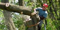 Shreveport Tree Service Pros image 3